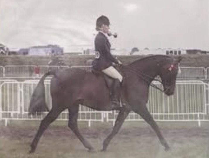 Shellyclass